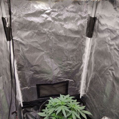 Amnésia Bubba growlog timeline photo