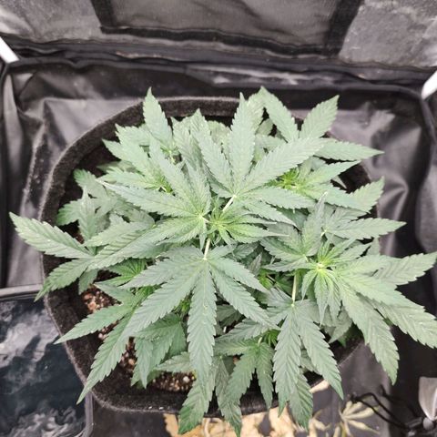 Amnésia Bubba growlog timeline photo