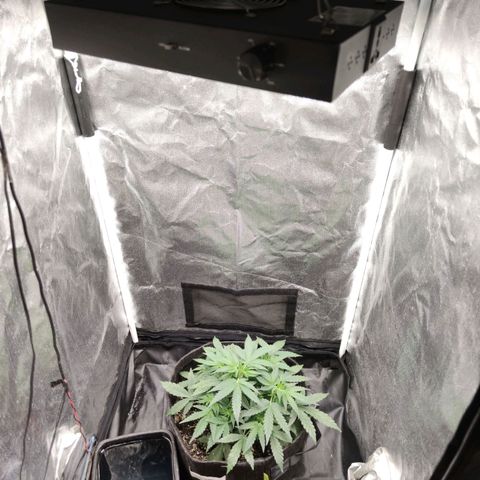Amnésia Bubba growlog timeline photo