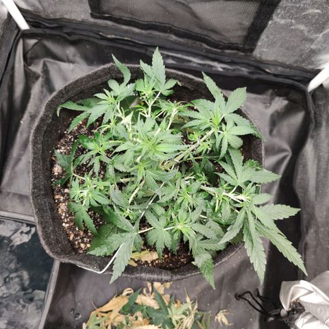 Amnésia Bubba growlog timeline photo