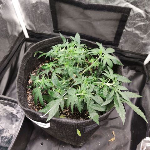Amnésia Bubba growlog timeline photo