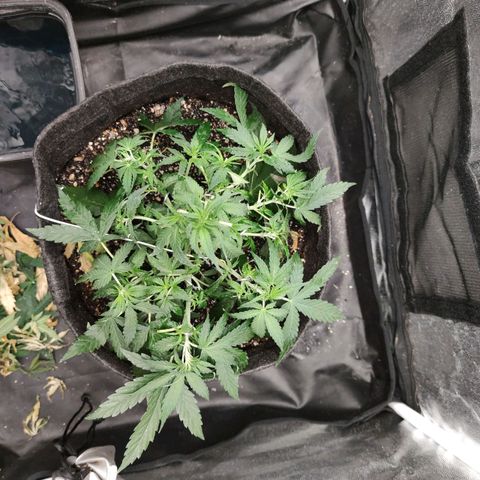 Amnésia Bubba growlog timeline photo