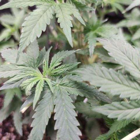 Amnésia Bubba growlog timeline photo