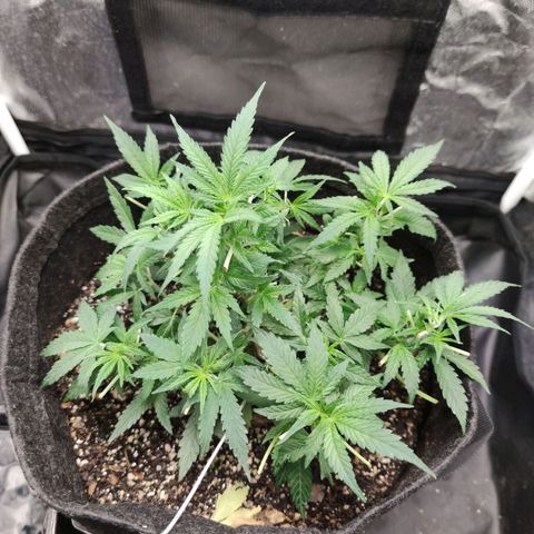 Amnésia Bubba growlog timeline photo