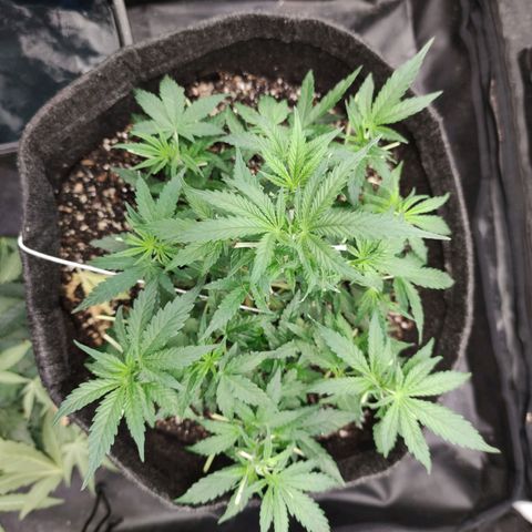 Amnésia Bubba growlog timeline photo