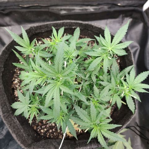 Amnésia Bubba growlog timeline photo