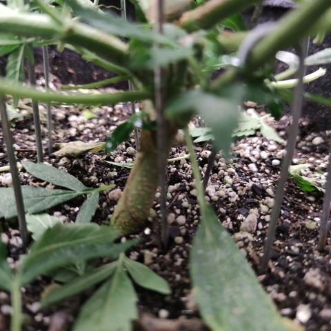 Amnésia Bubba growlog timeline photo