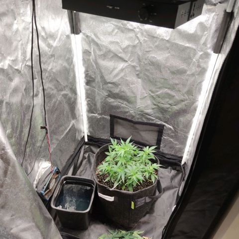 Amnésia Bubba growlog timeline photo