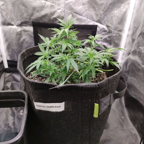 Amnésia Bubba growlog timeline photo