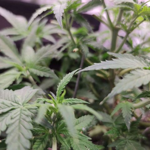 Amnésia Bubba growlog timeline photo