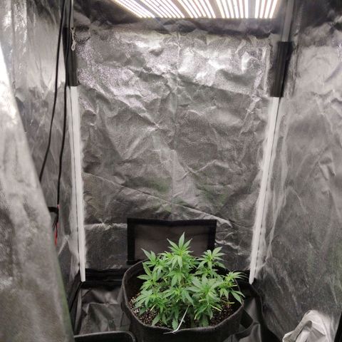 Amnésia Bubba growlog timeline photo