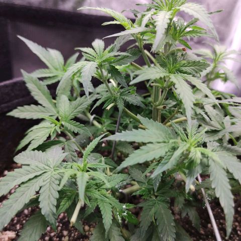 Amnésia Bubba growlog timeline photo