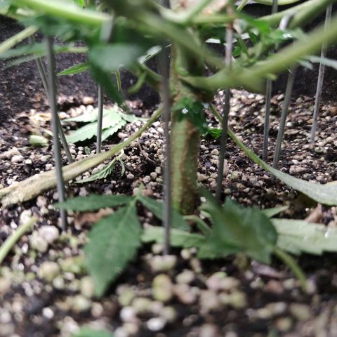 Amnésia Bubba growlog timeline photo