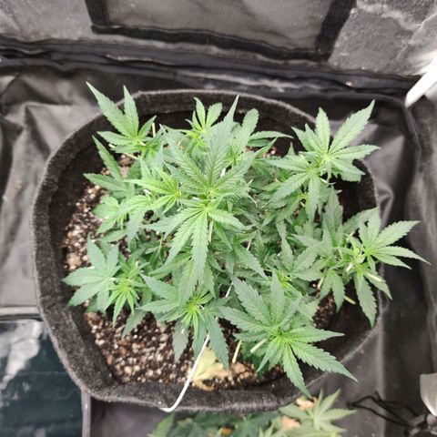 Amnésia Bubba growlog timeline photo