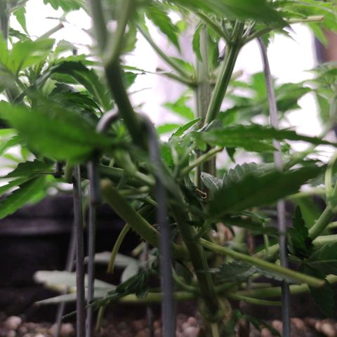 Amnésia Bubba growlog timeline photo