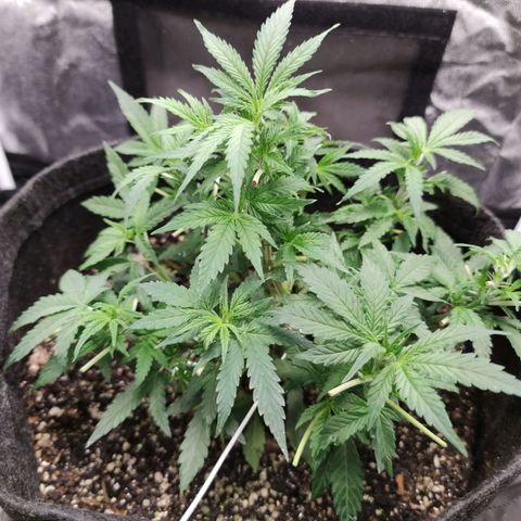 Amnésia Bubba growlog timeline photo