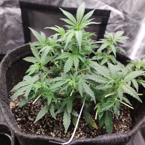 Amnésia Bubba growlog timeline photo