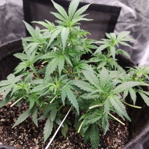 Amnésia Bubba growlog timeline photo