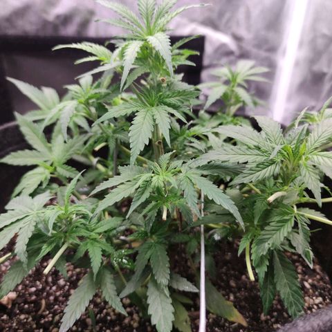 Amnésia Bubba growlog timeline photo