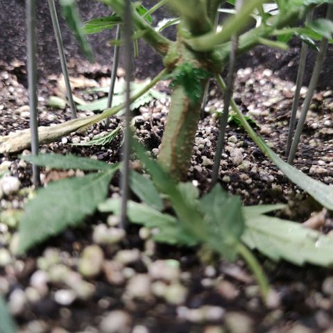 Amnésia Bubba growlog timeline photo