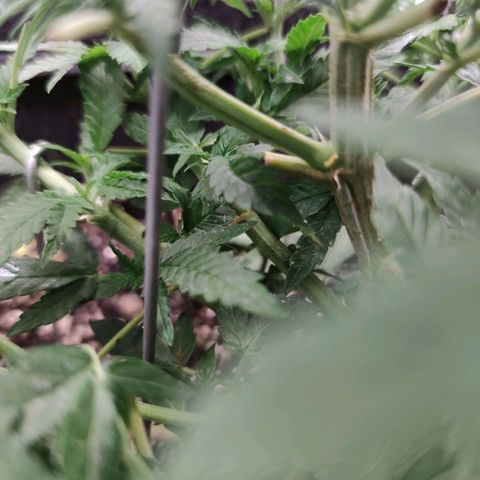 Amnésia Bubba growlog timeline photo