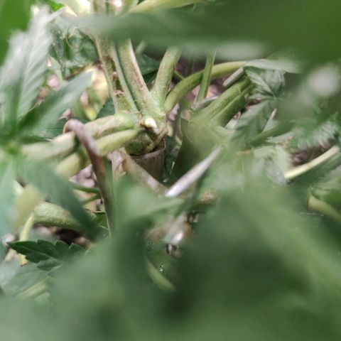 Amnésia Bubba growlog timeline photo