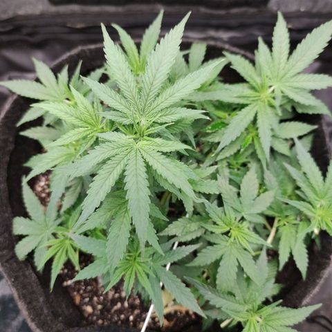 Amnésia Bubba growlog timeline photo