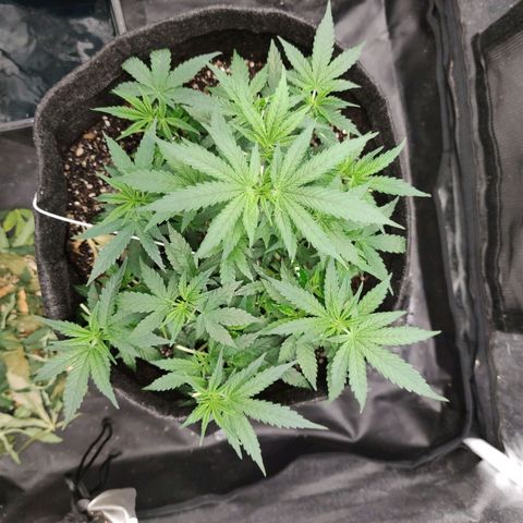 Amnésia Bubba growlog timeline photo