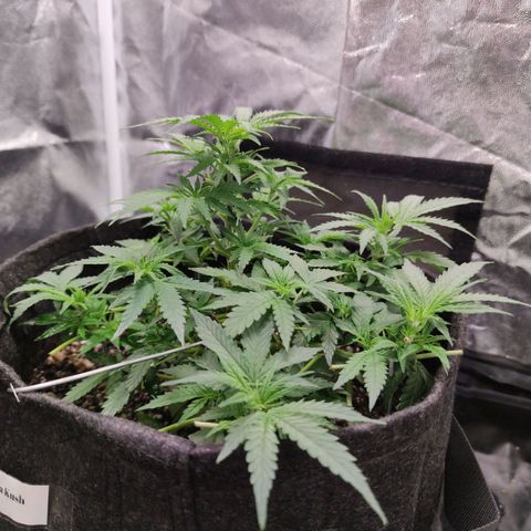 Amnésia Bubba growlog timeline photo