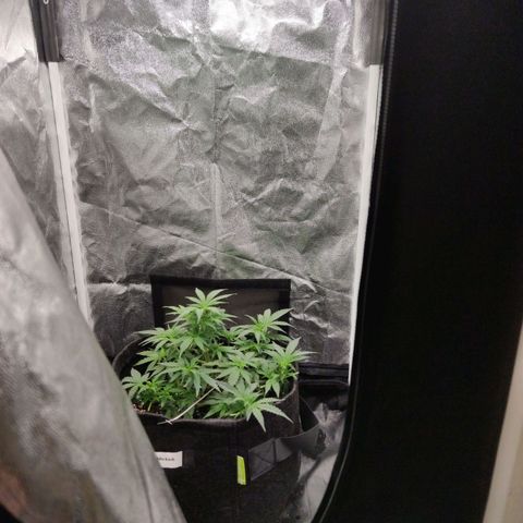 Amnésia Bubba growlog timeline photo