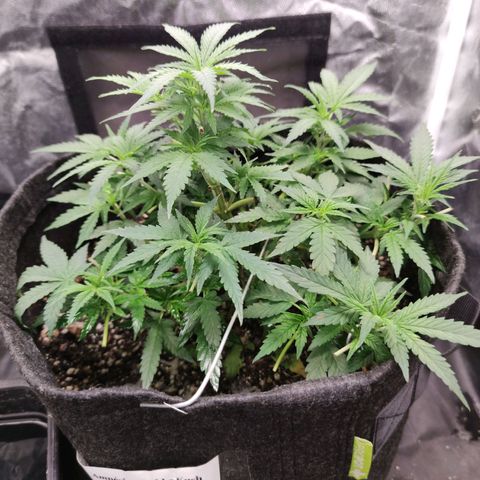 Amnésia Bubba growlog timeline photo