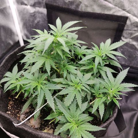 Amnésia Bubba growlog timeline photo