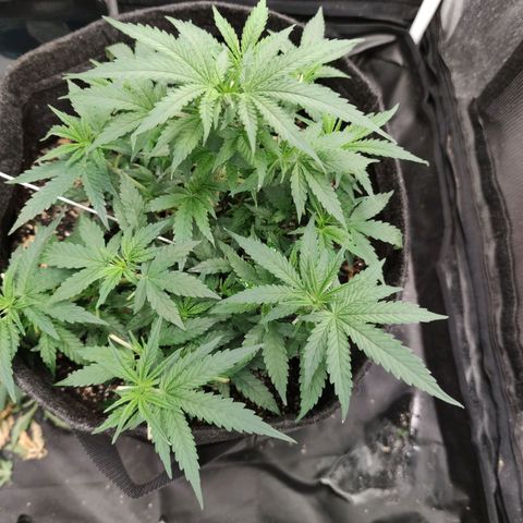 Amnésia Bubba growlog timeline photo