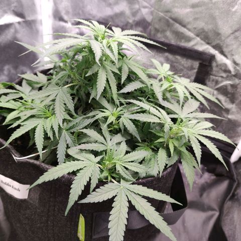 Amnésia Bubba growlog timeline photo