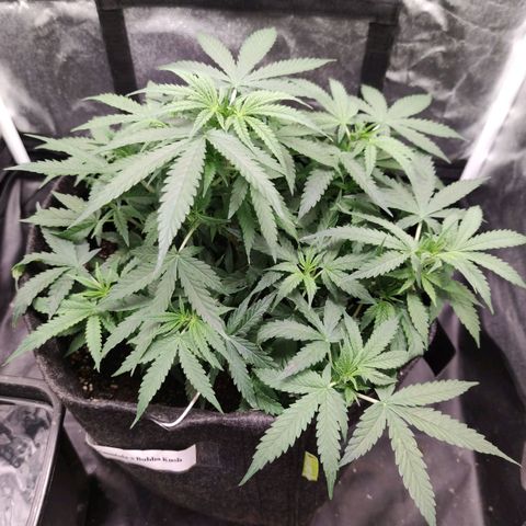 Amnésia Bubba growlog timeline photo