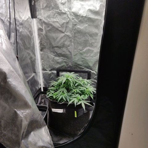 Amnésia Bubba growlog timeline photo
