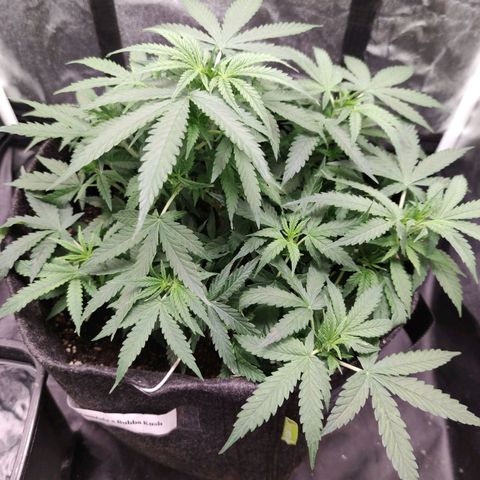 Amnésia Bubba growlog timeline photo