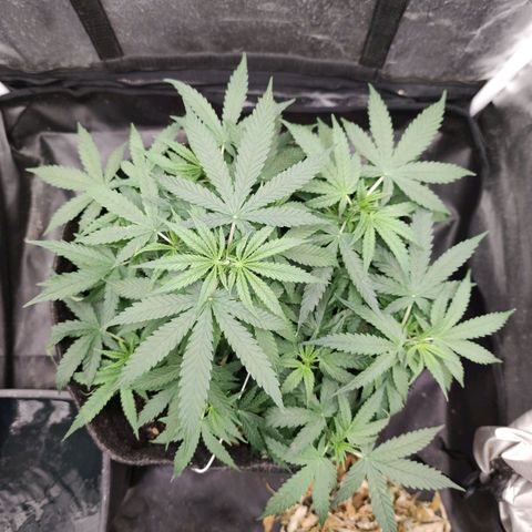 Amnésia Bubba growlog timeline photo