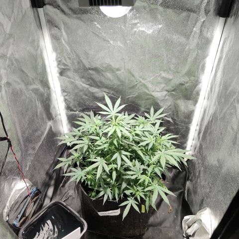 Amnésia Bubba growlog timeline photo