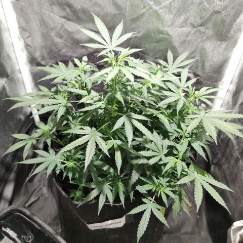 Amnésia Bubba growlog timeline photo