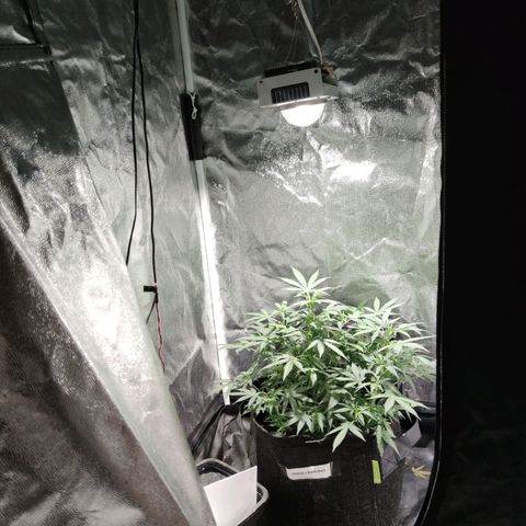 Amnésia Bubba growlog timeline photo