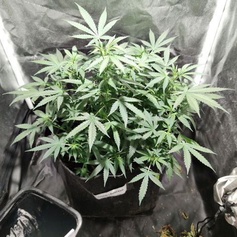 Amnésia Bubba growlog timeline photo