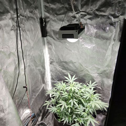 Amnésia Bubba growlog timeline photo