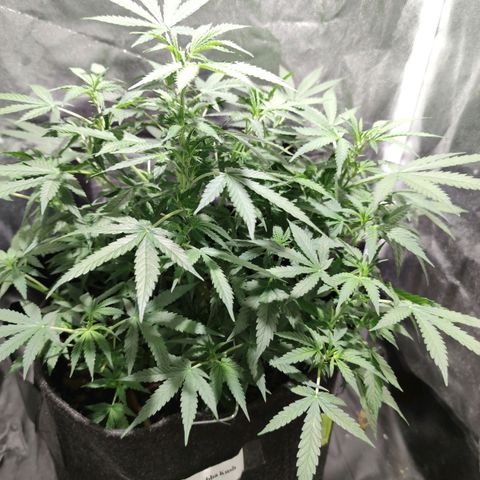 Amnésia Bubba growlog timeline photo
