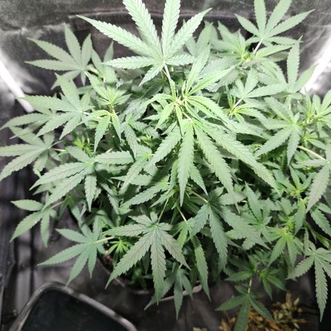 Amnésia Bubba growlog timeline photo