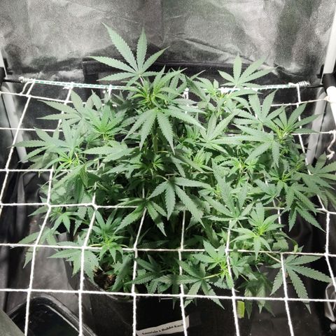 Amnésia Bubba growlog timeline photo