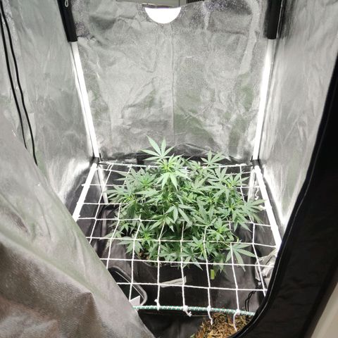 Amnésia Bubba growlog timeline photo