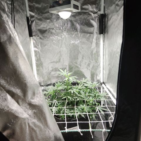 Amnésia Bubba growlog timeline photo