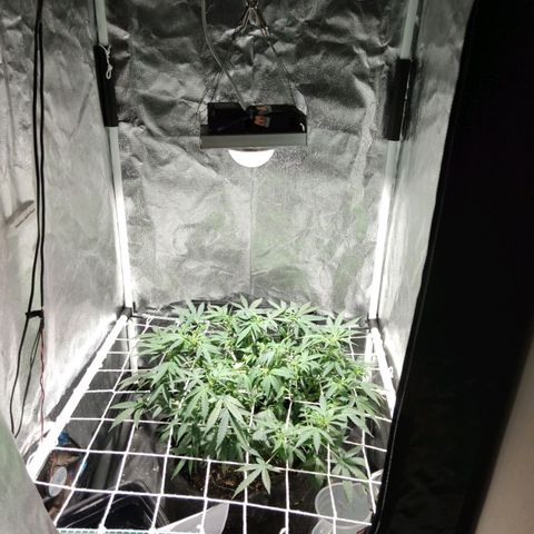 Amnésia Bubba growlog timeline photo