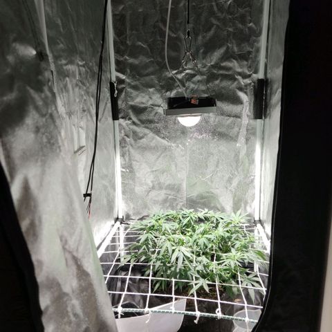 Amnésia Bubba growlog timeline photo